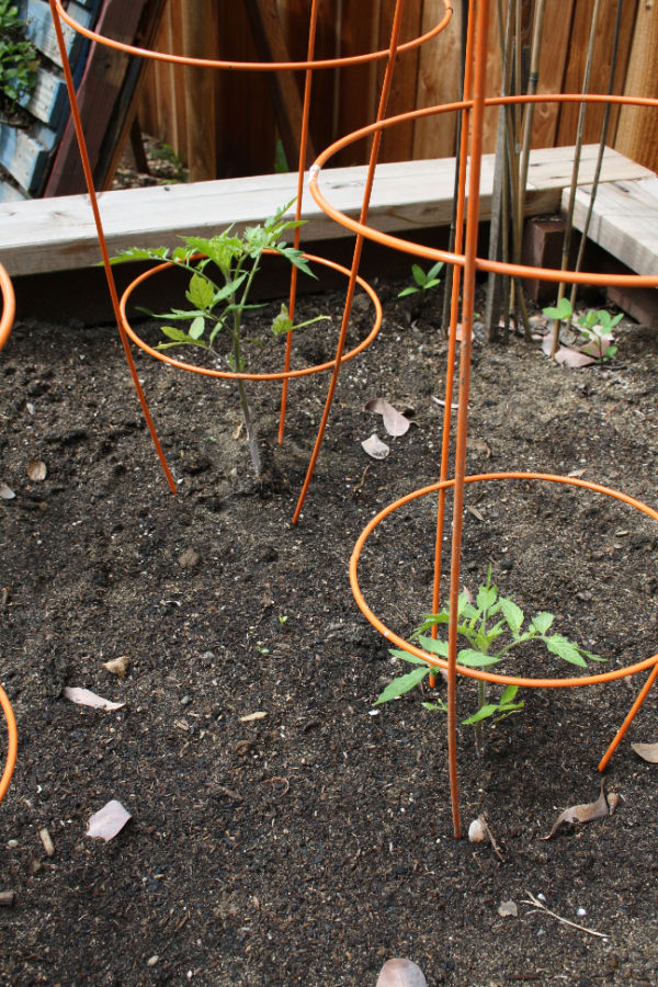 diy tomato support - stake-a-cage