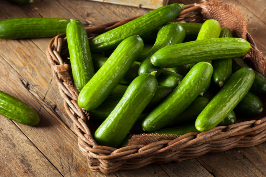 secrets to grow a huge crop of cucumbers