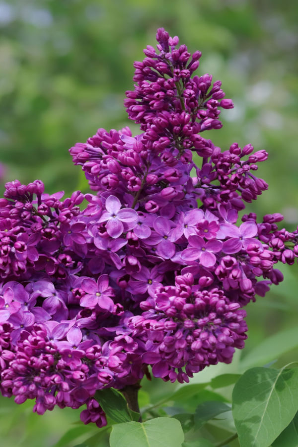 lilacs in bloom - fertilizing and pruning lilacs