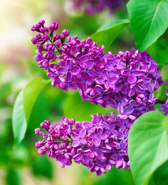 getting lilacs to bloom