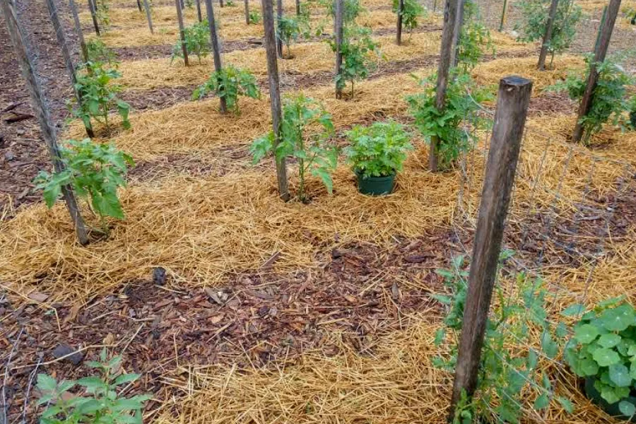 8 Essential Tips for Mulching with Straw in Your Vegetable Garden