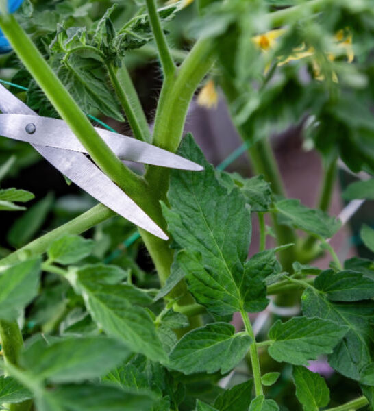 secrets to pruning tomatoes