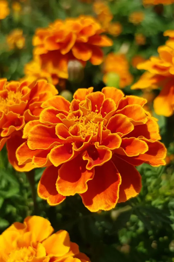 best plants to grow with tomatoes - marigolds