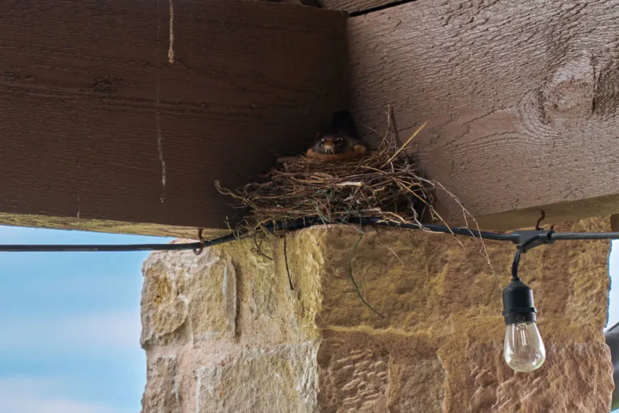 protect house from bird nests