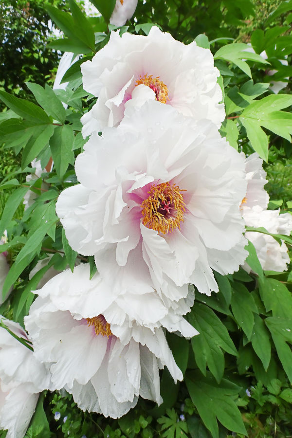 peonies after they bloom