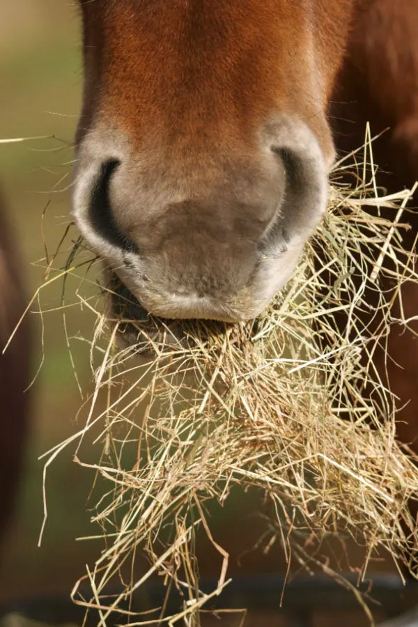 hay is for horses - but not good for using on the soil around plants.