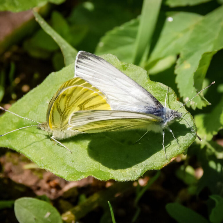 cabbage moths