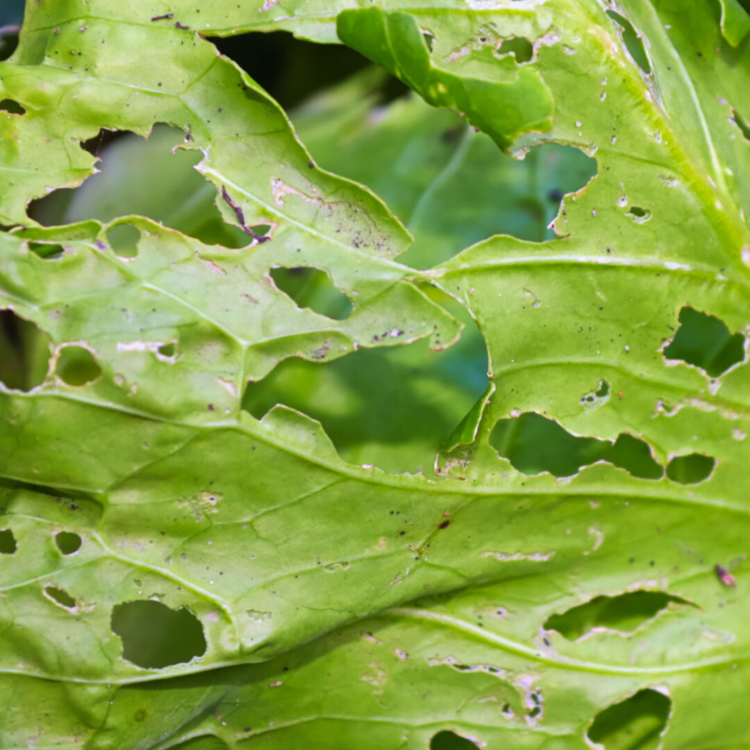 How To Get Rid Of Cabbage Moths, Worms & Loopers For Good!