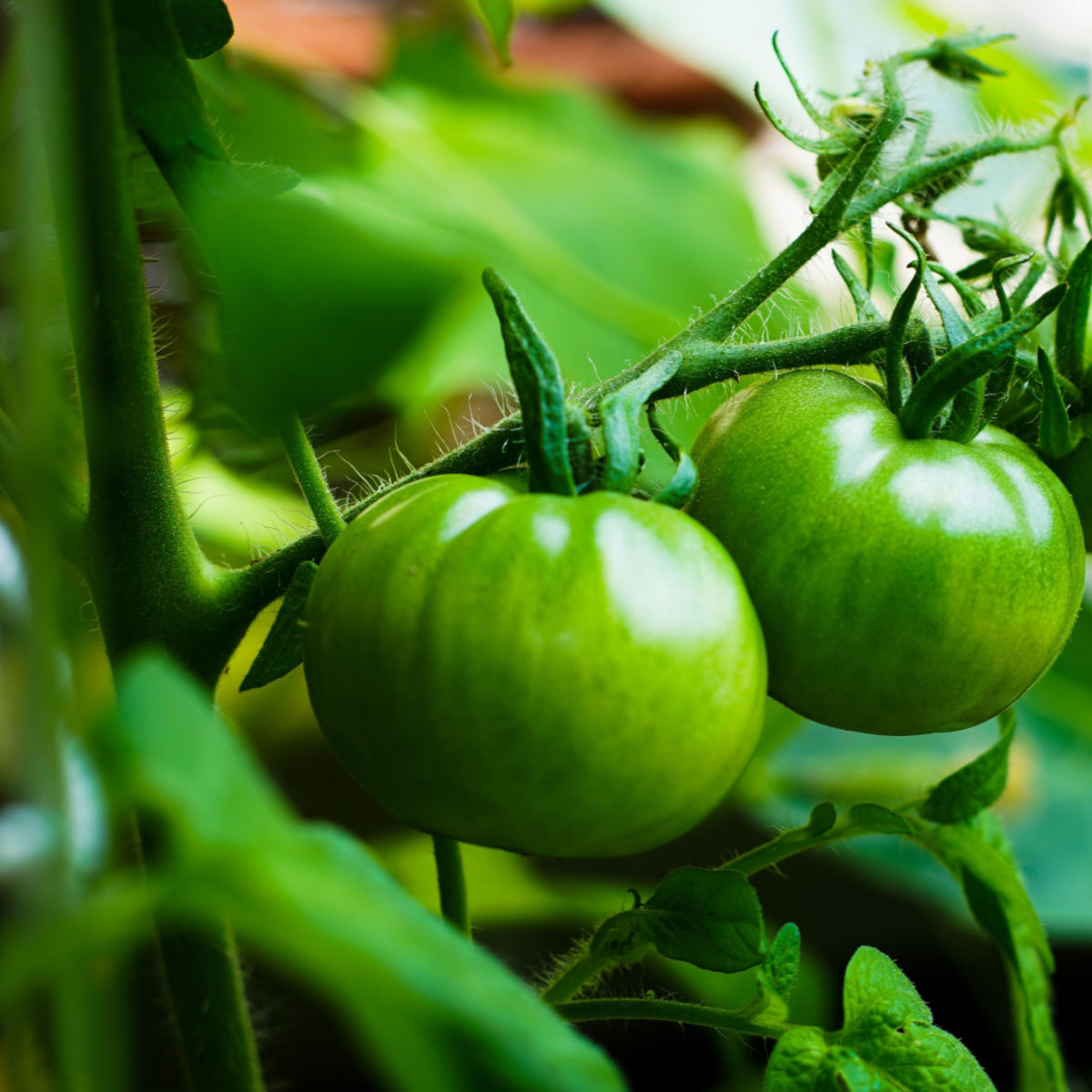 Fertilizing Tomato Plants - How To Give Tomatoes Perfect Power!
