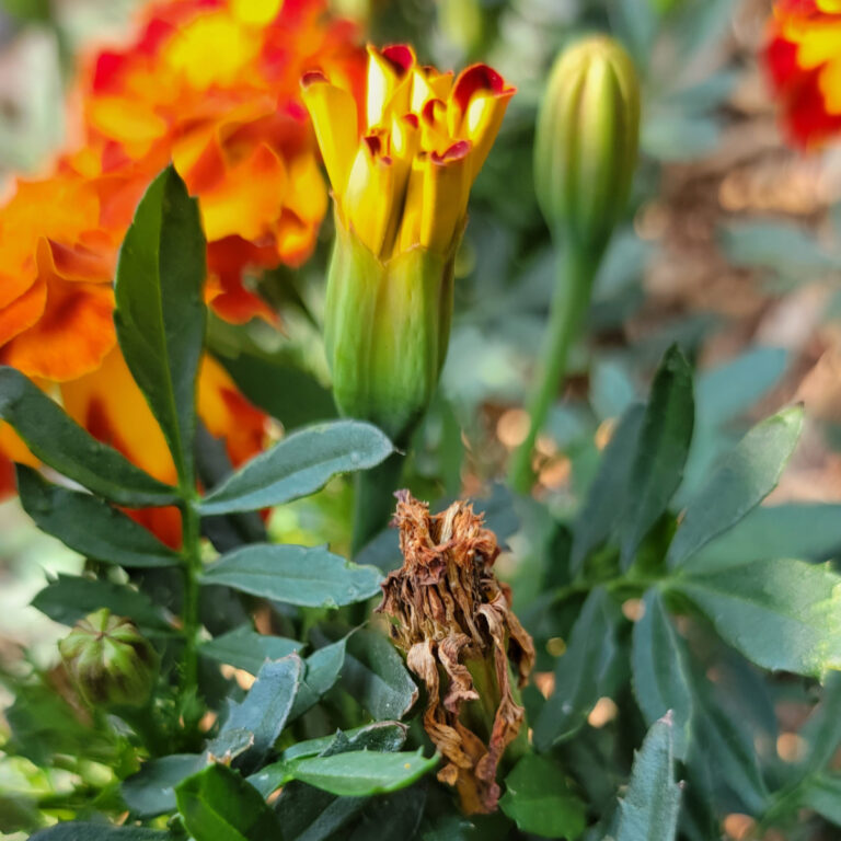 How To Deadhead Annual Flowers Keep Your Flowers Blooming!