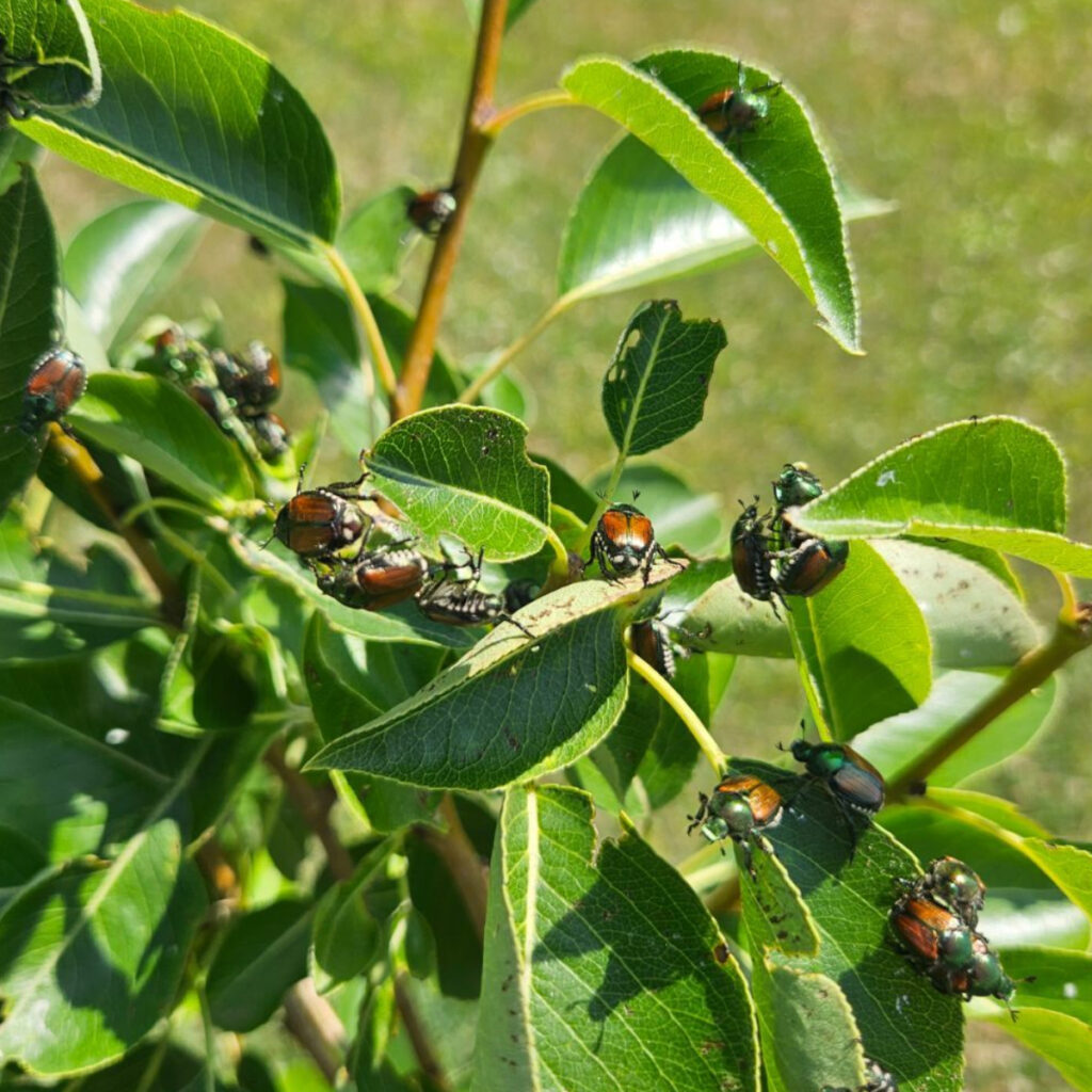 Japanese beetles on a plant - how to eliminate Japanese beetles