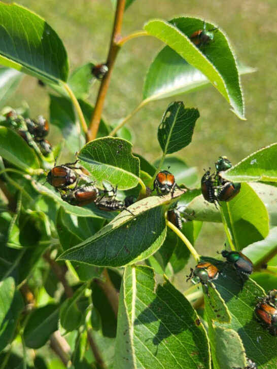 Japanese beetles on a plant - how to eliminate Japanese beetles