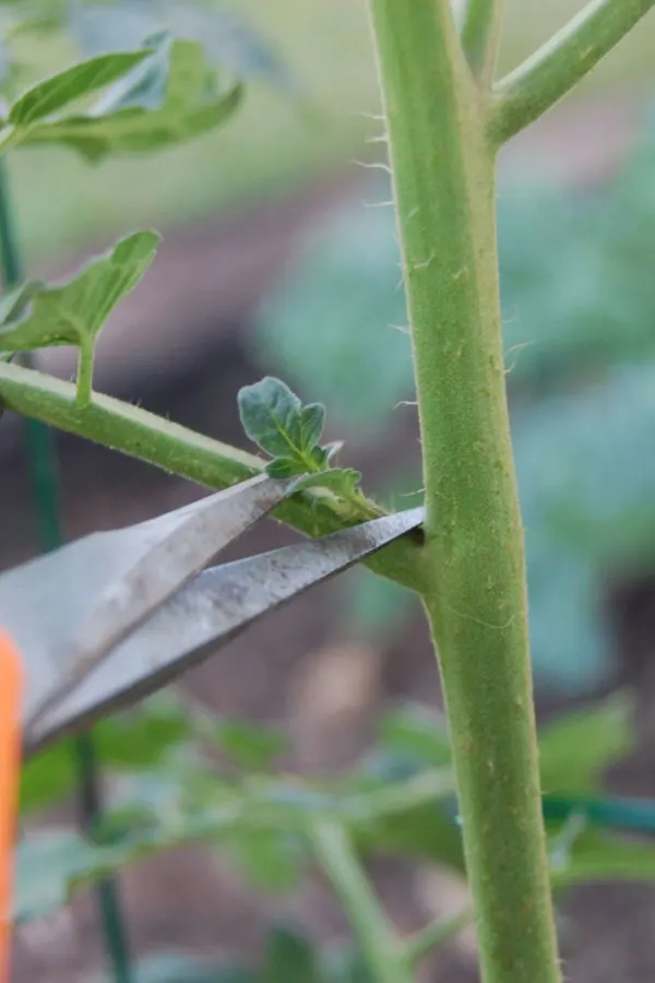 should you prune the suckers on tomato plants