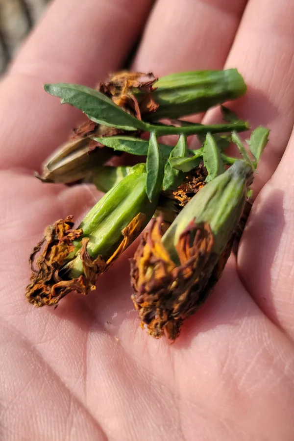 old marigold seed heads