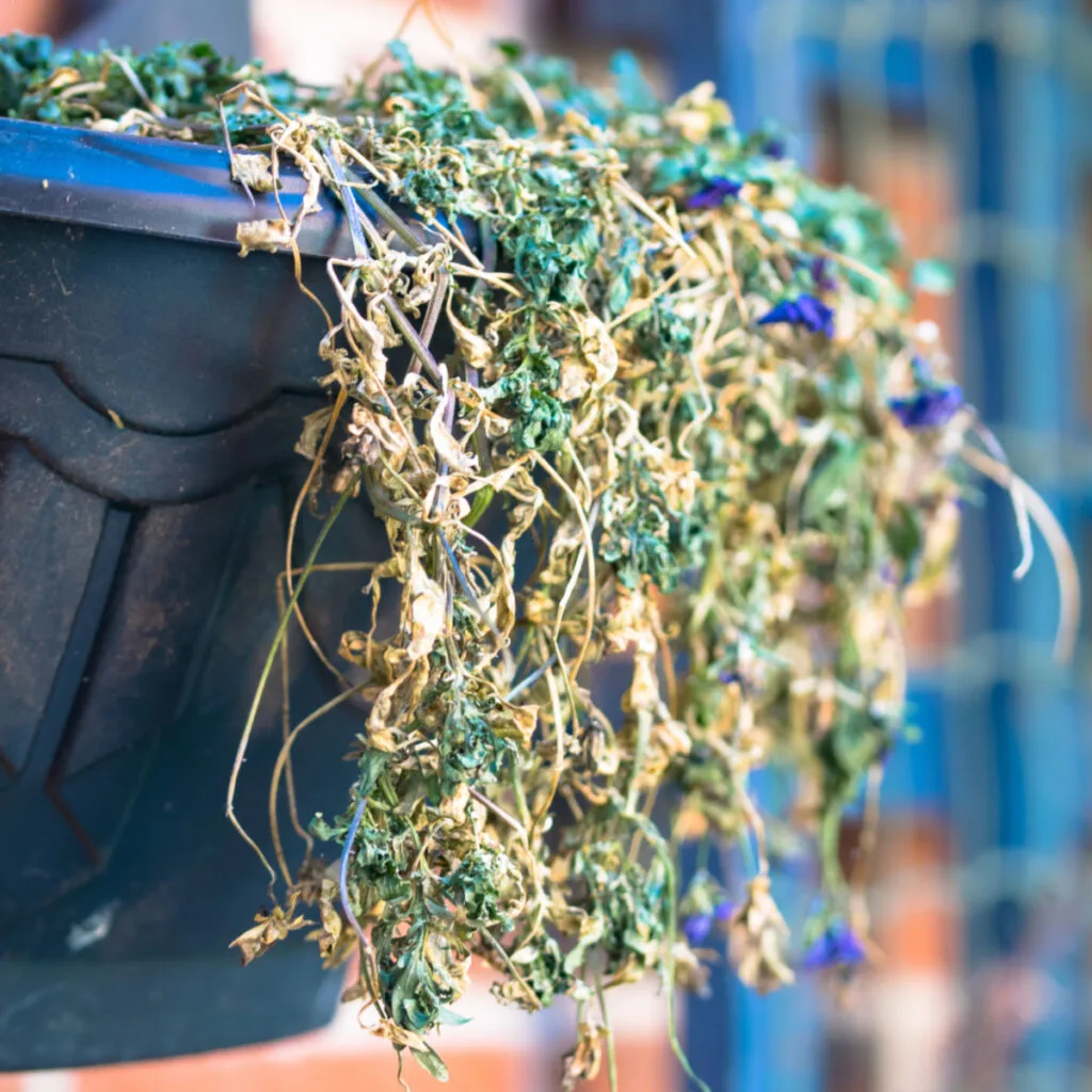 saving hanging baskets