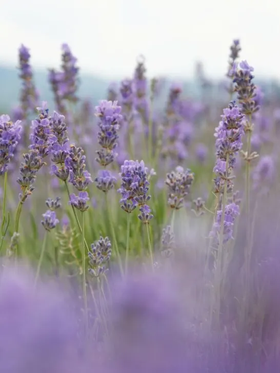 What To Do With Lavender After It Blooms