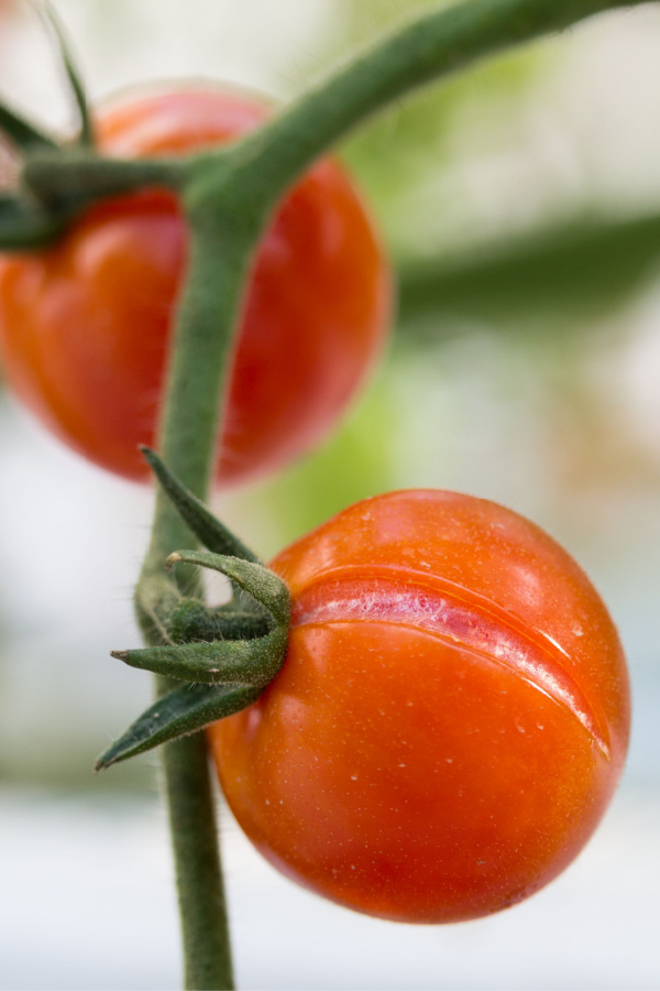 A splitting cherry tomato