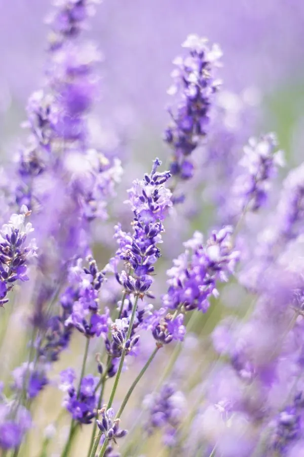 Close up - lavender