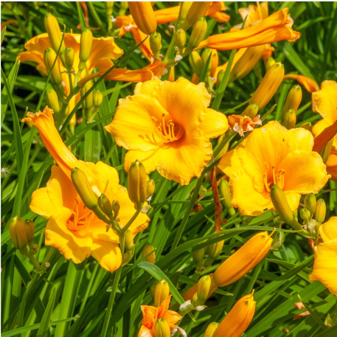 How To Get Daylilies To Bloom Again