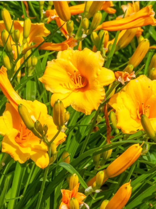 how to get daylilies to rebloom
