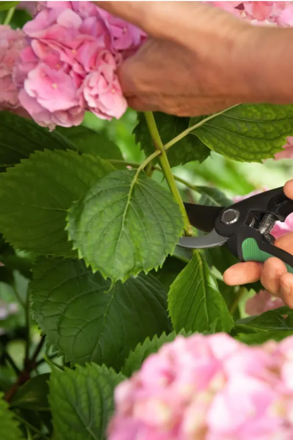 How To Care For Hydrangeas After They Bloom