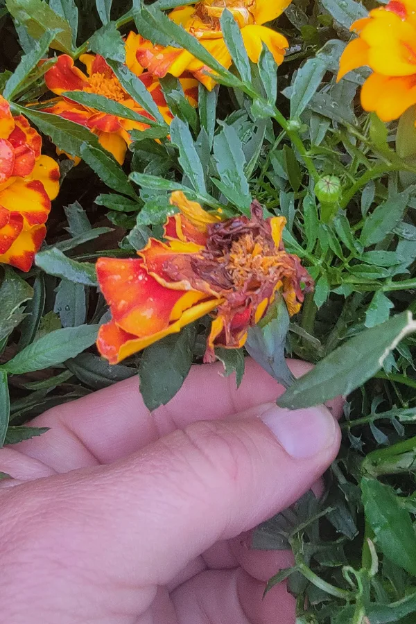 deadheading marigolds