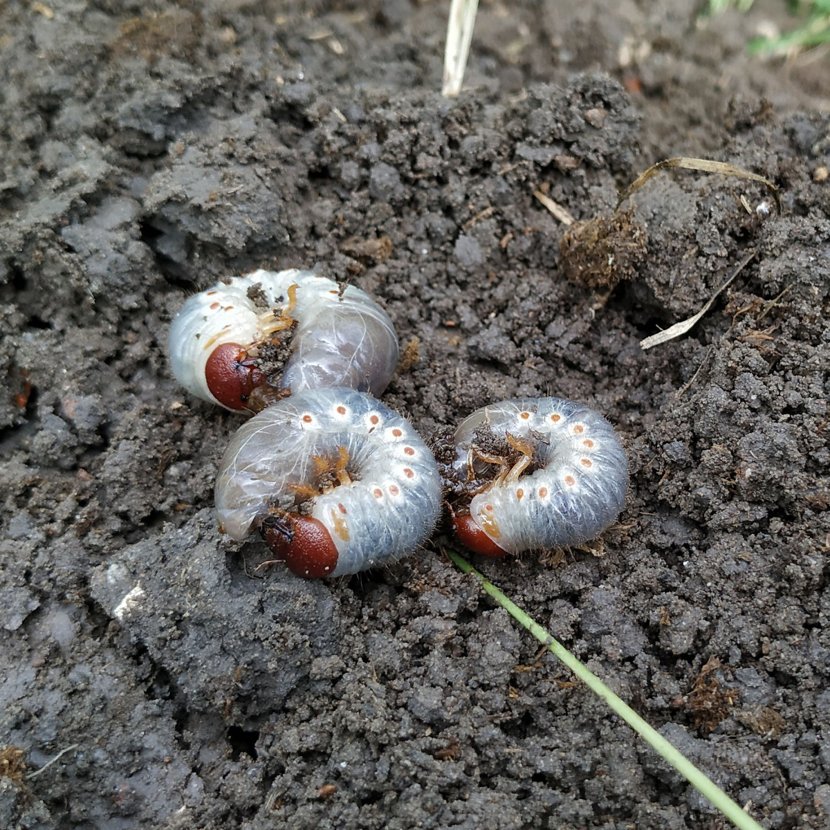 How To Get Rid Of Grubs - Keep Moles Away & Your Lawn Safe!