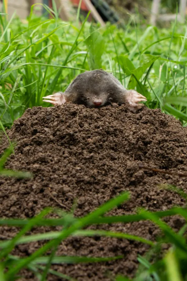how to get rid of grubs and ground moles