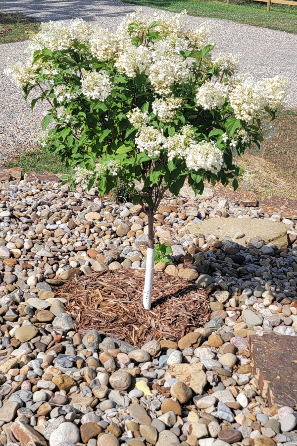 hydrangea tree
