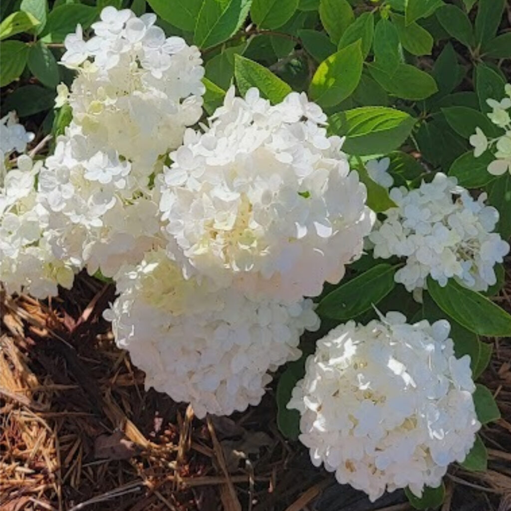 how to care for hydrangeas after they bloom