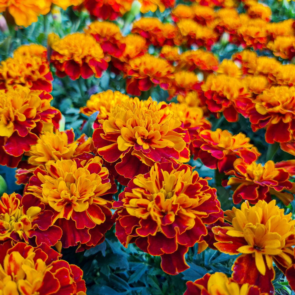keep marigolds blooming big