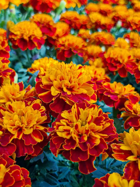 keep marigolds blooming big