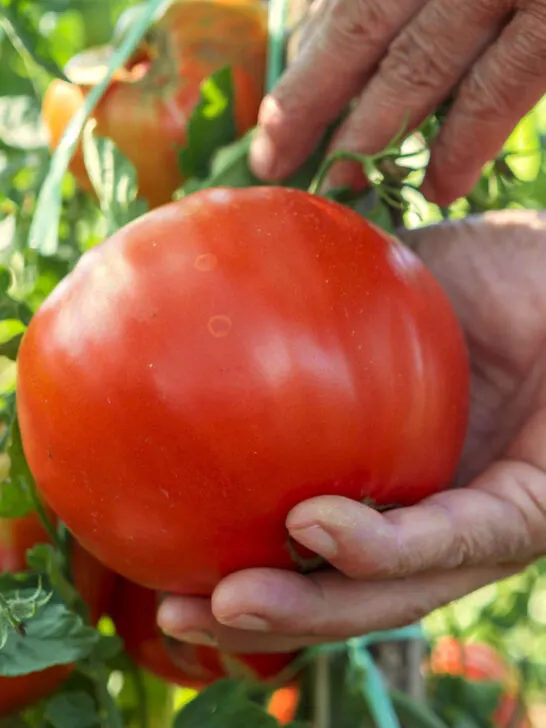 keep tomato plants producing