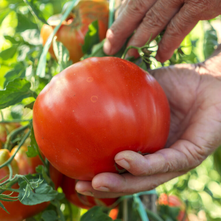 keep tomato plants producing