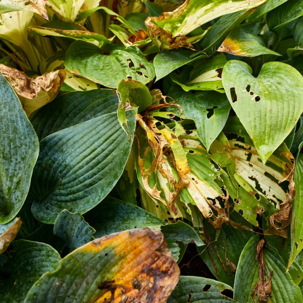 How To Revive Hosta Plants In The Summer – GardenInBloom.com