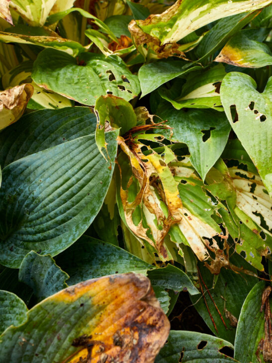 revive hosta plants in the summer