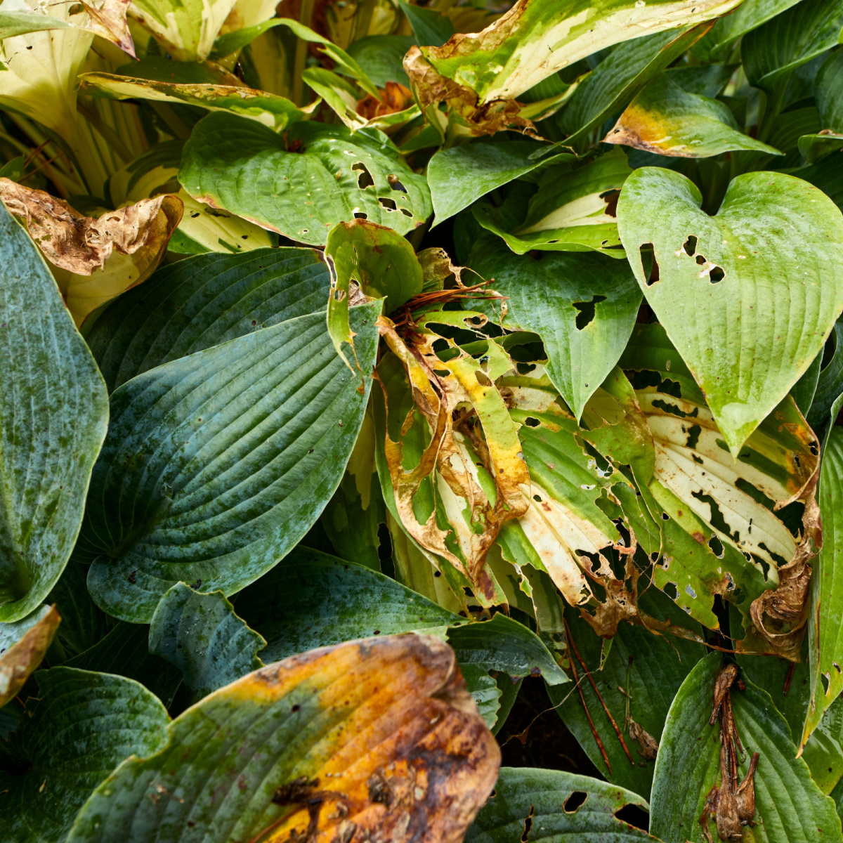 How To Revive Hosta Plants In The Summer - With Ease!