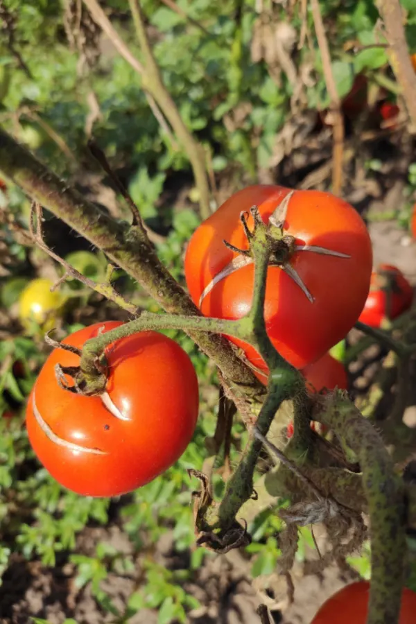 tomato splitting