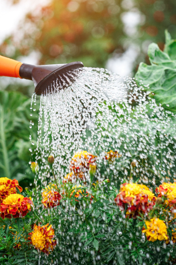 watering annuals