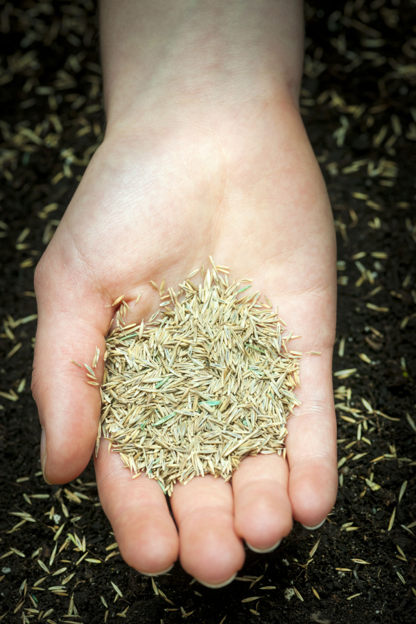 grass seed - how to get good grass to grow