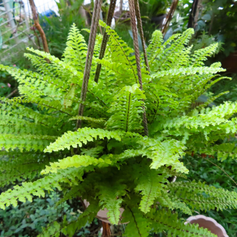 divide large ferns in the fall