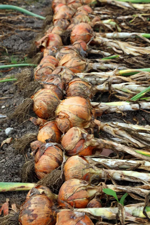 how to plant onions in the fall
