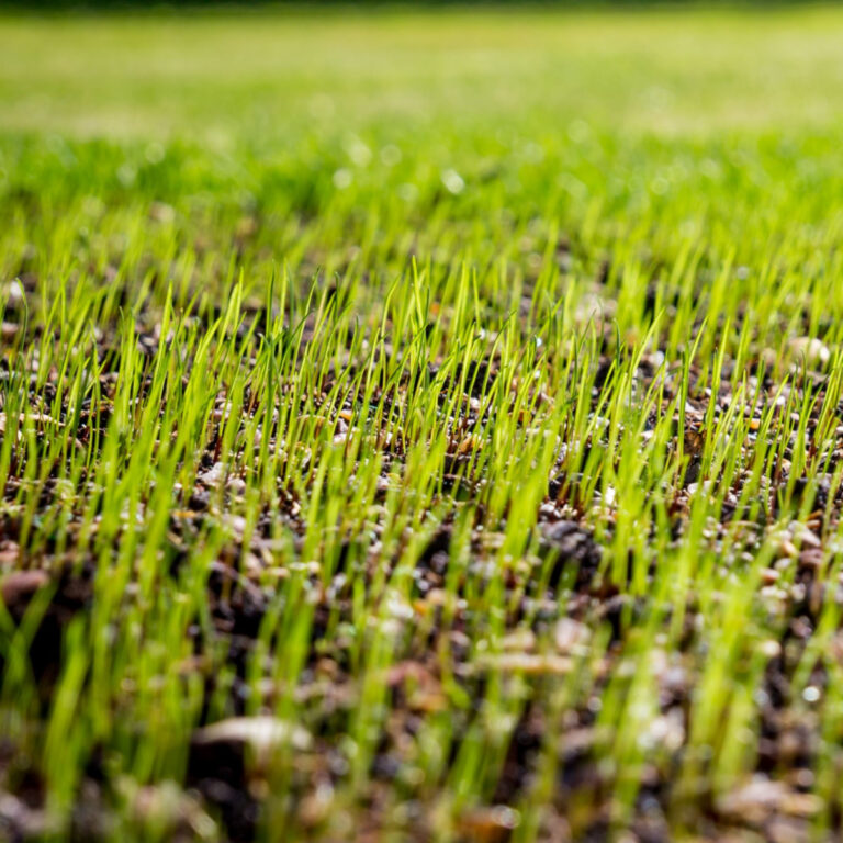 get grass seed to grow thick