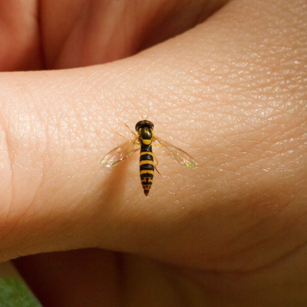 how to keep hoverflies - sweat bees away