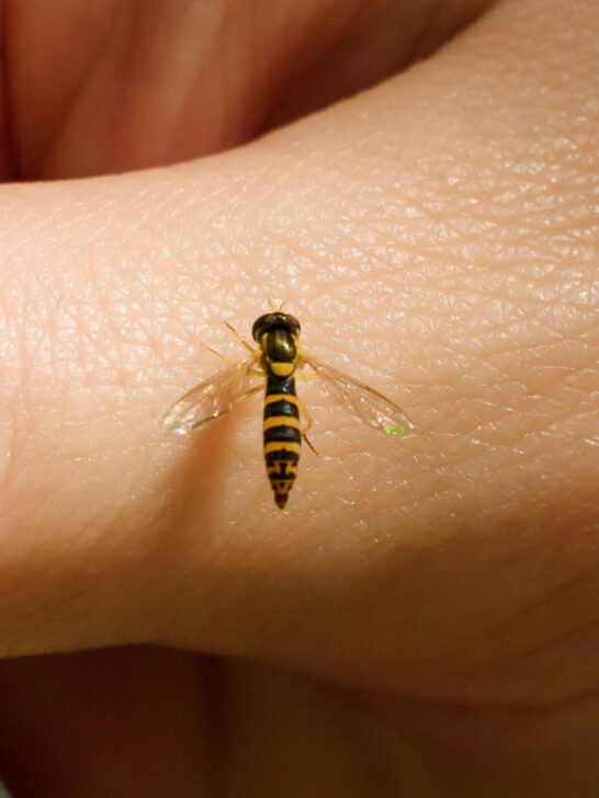 how to keep hoverflies - sweat bees away