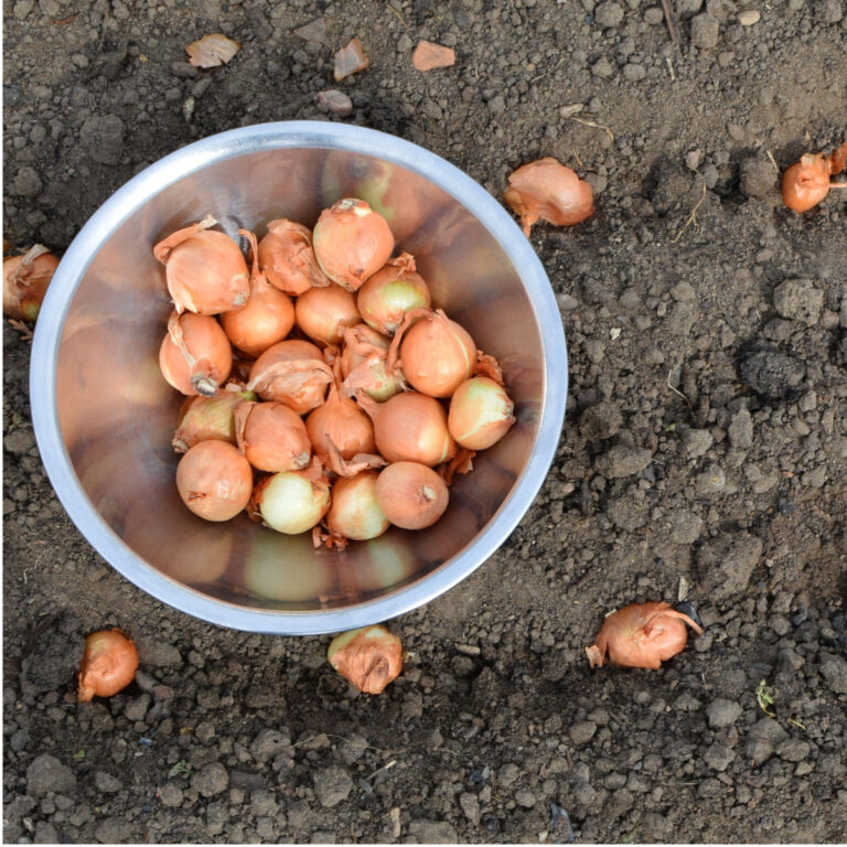 how to plant fall onions