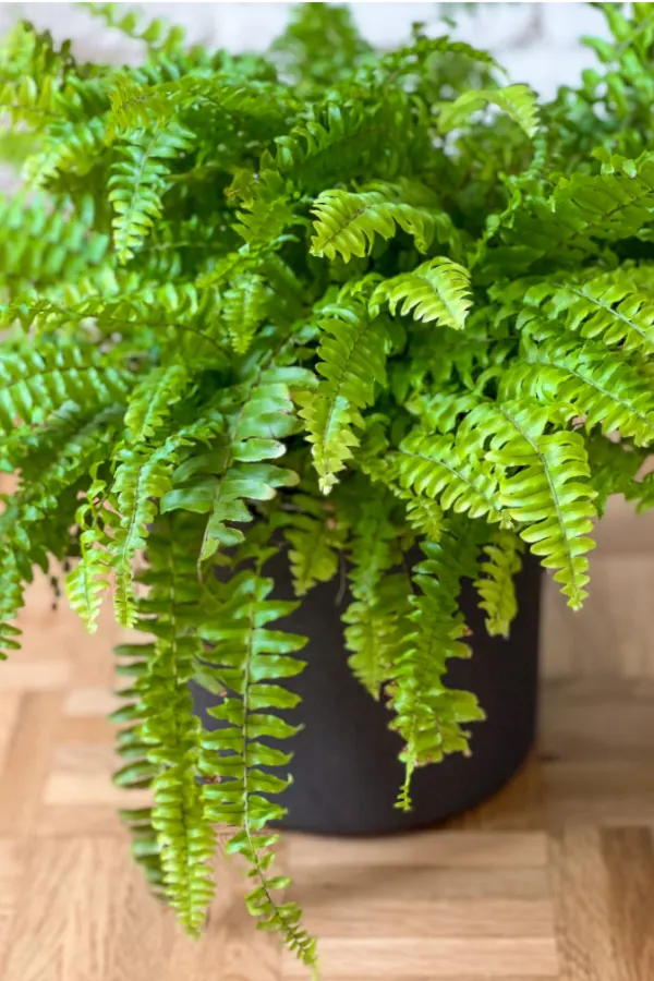 small potted plants - how to divide large ferns in the fall