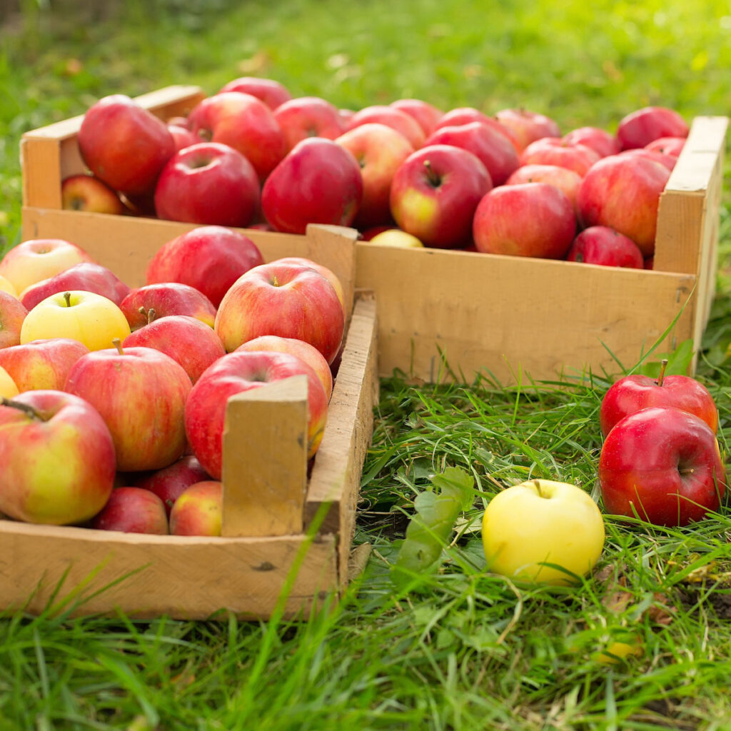 How to Store Apples Long Term and Short Term