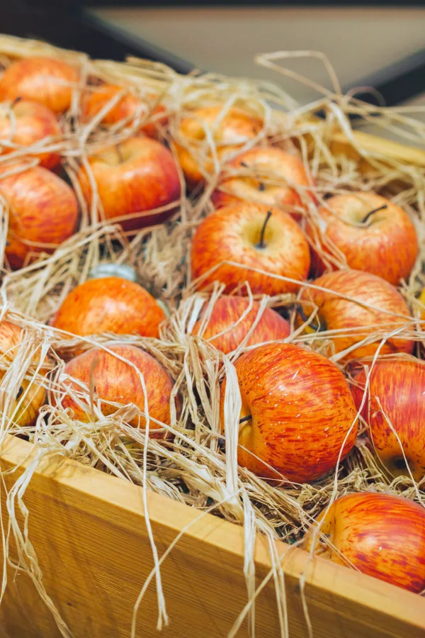 A box of apples surrounded by straw for long-term storage.