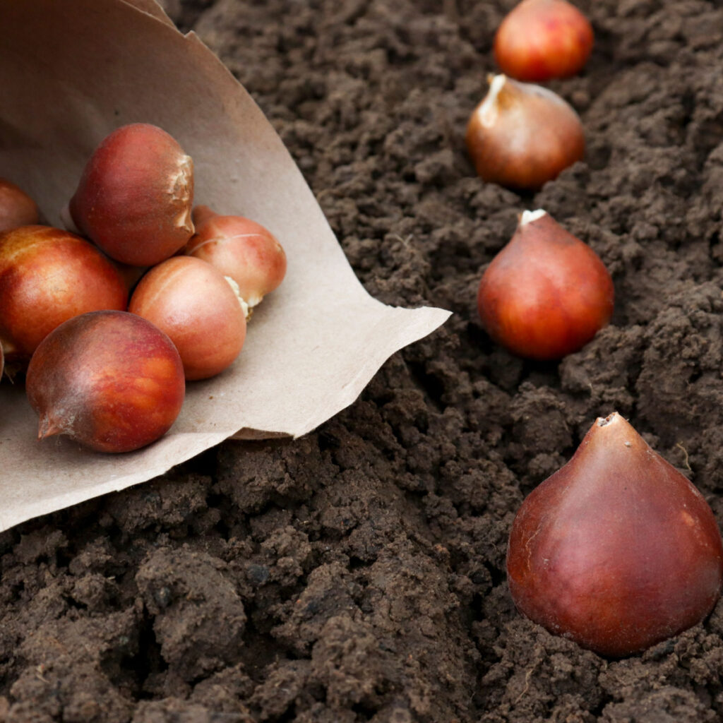 Tulip bulbs being planted in the soil.
